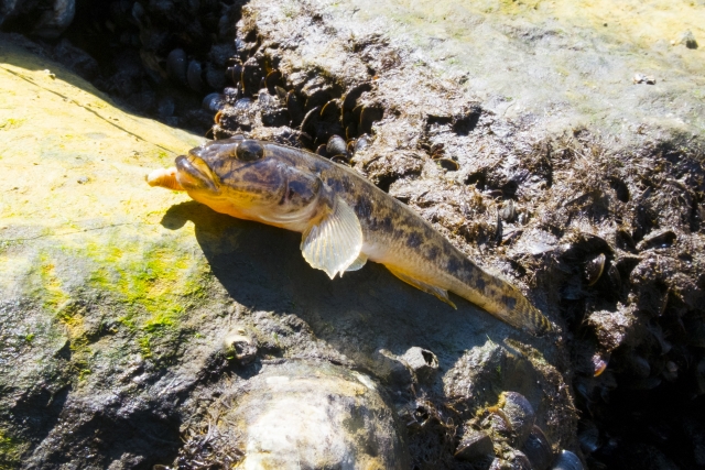 ハゼ釣りの時期を生活史から探る