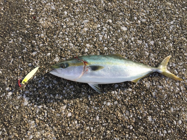 青物はショアジギングの花形