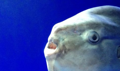 マンボウってどんな魚?