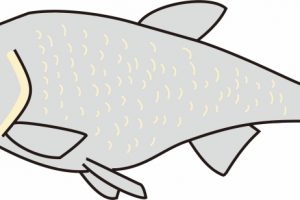 ワタカとは