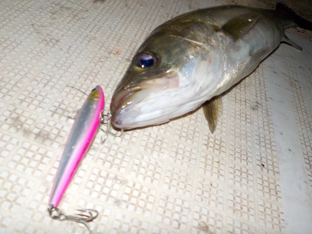 ボートシーバスってどんな釣り？