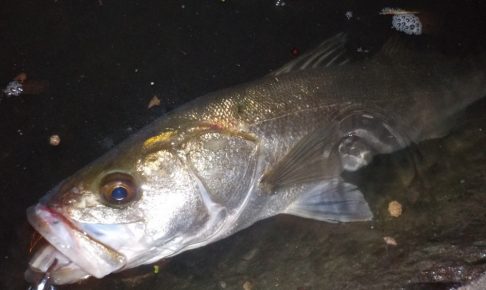 シーバスをワームで釣ってみよう！