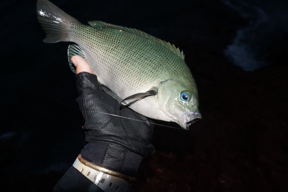 メジナの釣り方