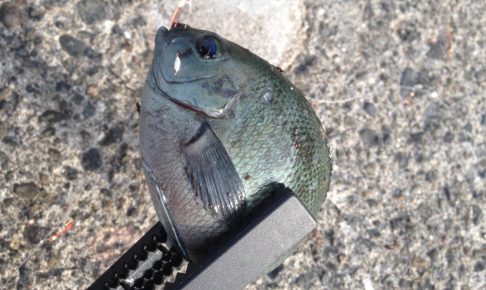 メジナってどんな魚?