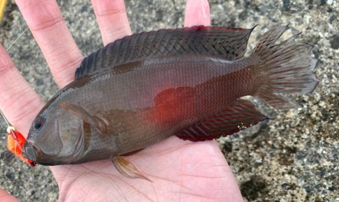 メギスってどんな魚?