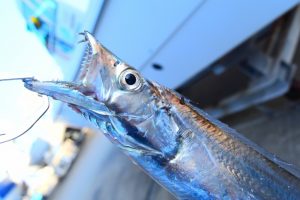 タチウオジギングに適したタックルやルアーとは