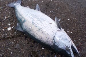 サクラマスをルアーで釣ろう！