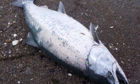 サクラマスをルアーで釣ろう！