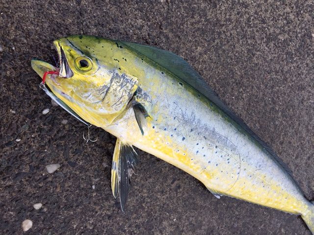 シイラはハワイではマヒマヒと呼ばれる高級魚