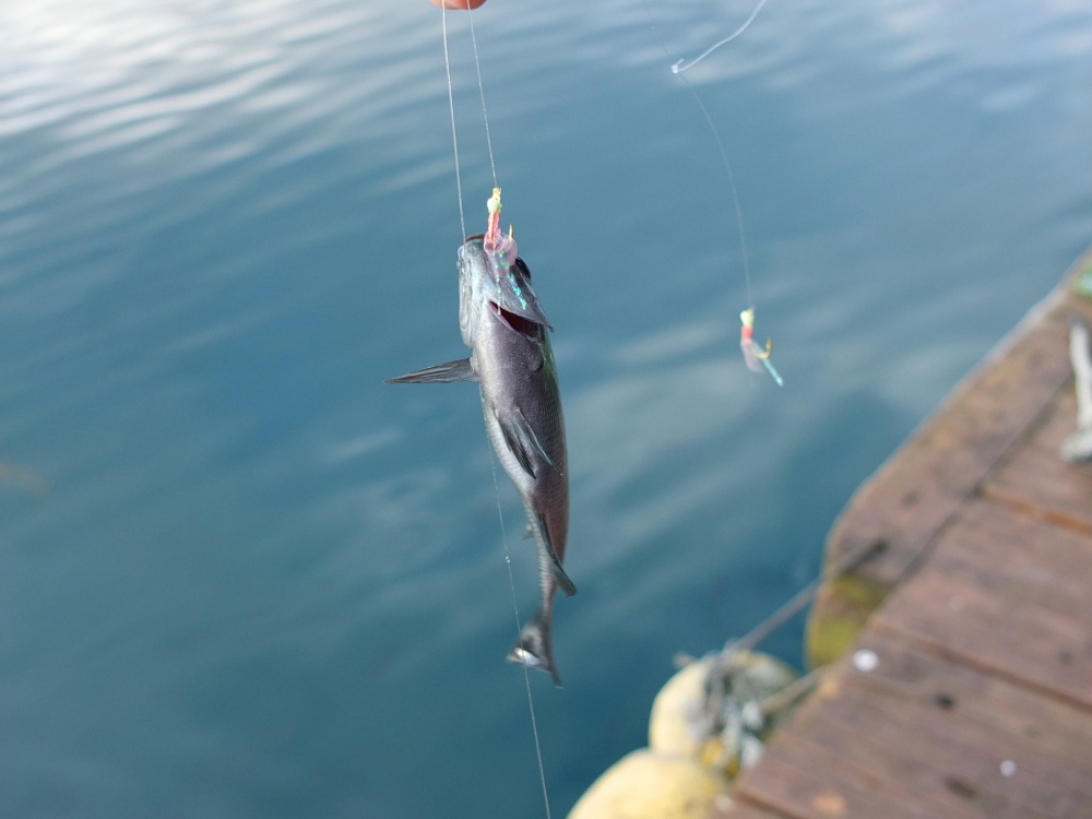 カゴ釣りとサビキ釣りの違いは？