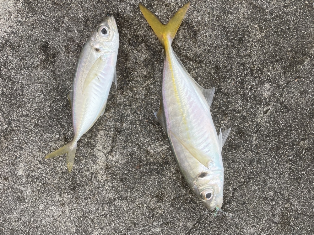 夏のカゴ釣りはアジが狙い目