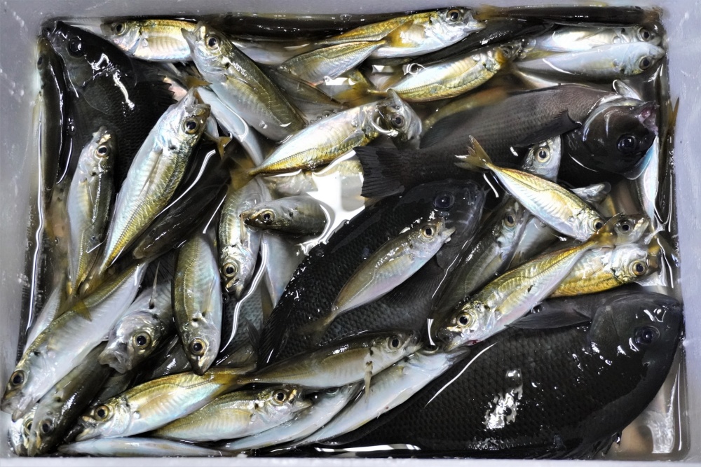 カゴ釣りで美味しい魚が大漁！